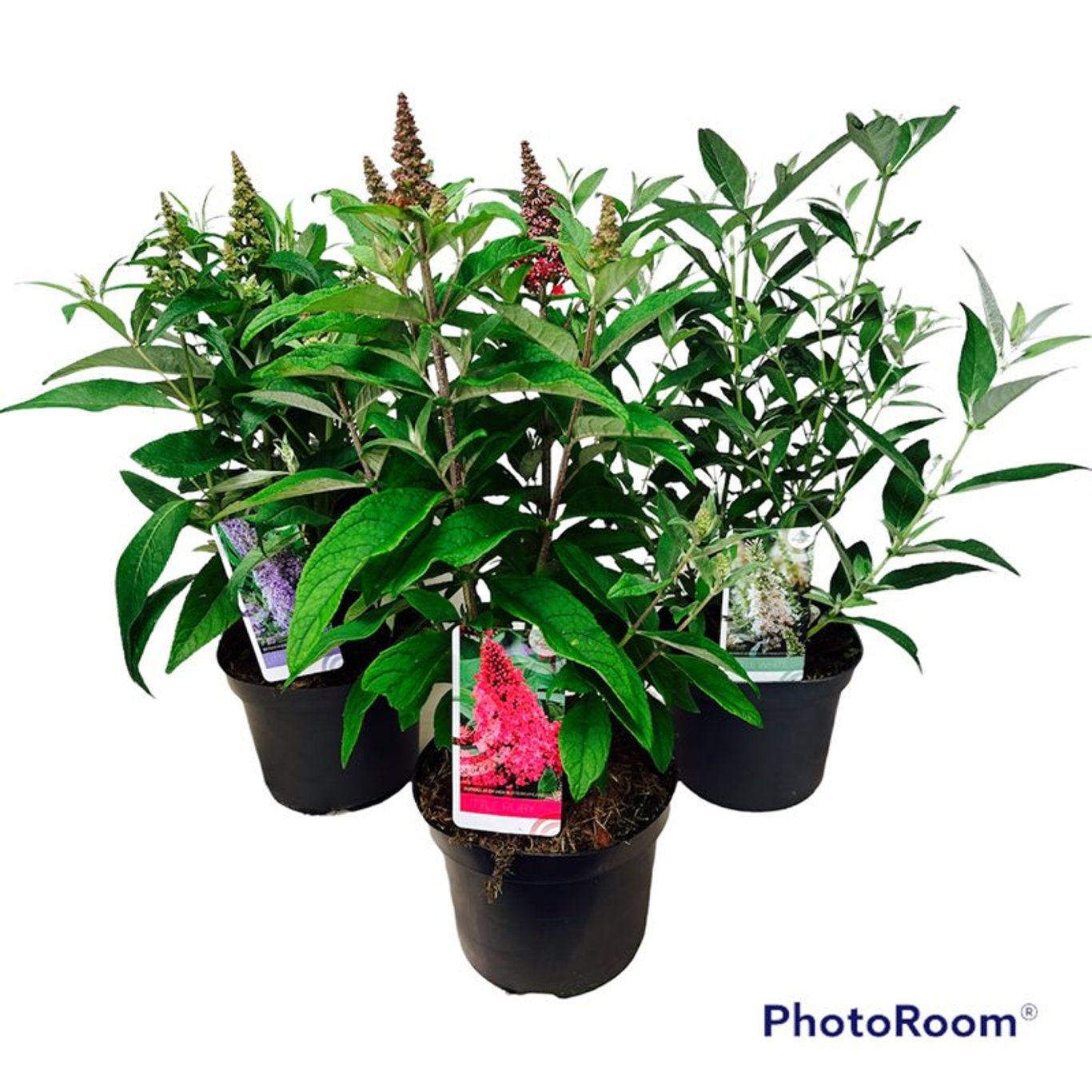 Sommarlilja – Buddleja d. 'Butterfly Candy Gemengd' - C5 30-40 CM